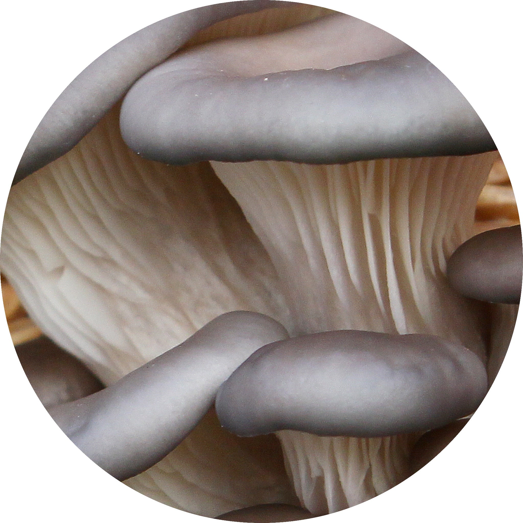 blue oyster mushroom